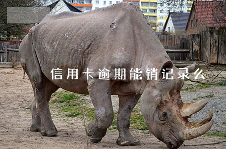 信用卡逾期能销记录么 信用卡逾期能销记录么