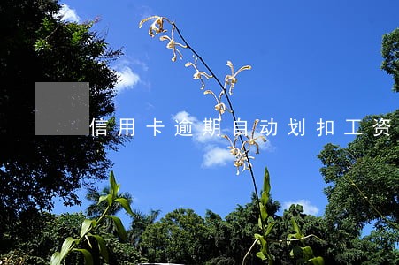 信用卡逾期自动划扣工资卡 信用卡逾期自动划扣工资卡