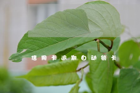 信用卡逾期自动销卡