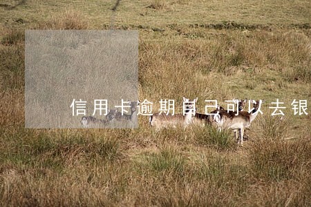 信用卡逾期自己可以去银行还 信用卡逾期自己可以去银行还