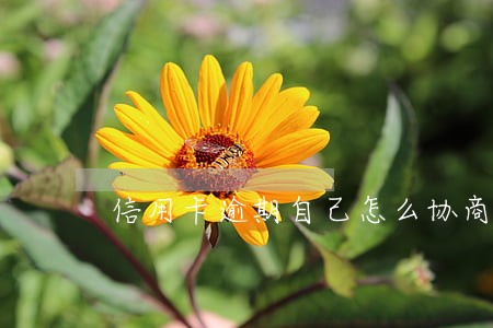 信用卡逾期自己怎么协商 信用卡逾期自己怎么协商