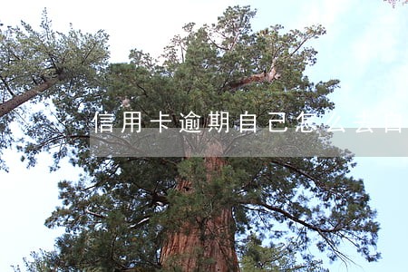 信用卡逾期自己怎么去自首 信用卡逾期自己怎么去自首