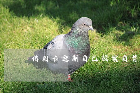 信用卡逾期自己投案自首 信用卡逾期自己投案自首