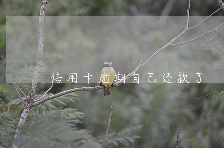 信用卡逾期自己还款了 信用卡逾期自己还款了