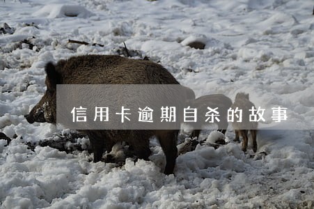信用卡逾期自杀的故事 信用卡逾期自杀的故事
