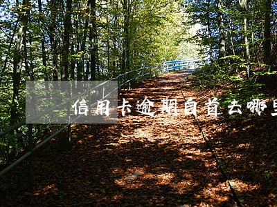信用卡逾期自首去哪里自首 信用卡逾期自首去哪里自首