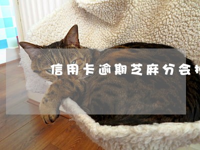 信用卡逾期芝麻分会掉吗 信用卡逾期芝麻分会掉吗