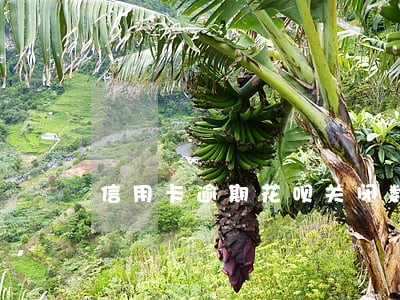 信用卡逾期花呗关闭数量 信用卡逾期花呗关闭数量