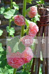 信用卡逾期蚂蚁金服发来短信 信用卡逾期蚂蚁金服发来短信