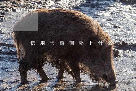 信用卡逾期补上什么时候可以再用 信用卡逾期补上什么时候可以再用