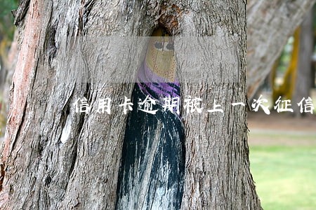 信用卡逾期被上一次征信 信用卡逾期被上一次征信