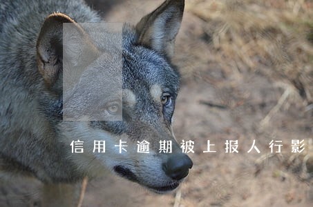 信用卡逾期被上报人行影响哪些 信用卡逾期被上报人行影响哪些