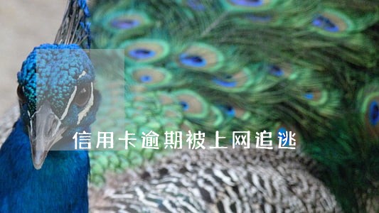 信用卡逾期被上网追逃 信用卡逾期被上网追逃
