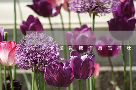 信用卡逾期被作废怎样还款 信用卡逾期被作废怎样还款