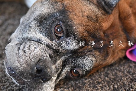 信用卡逾期被停了多久解除 信用卡逾期被停了多久解除