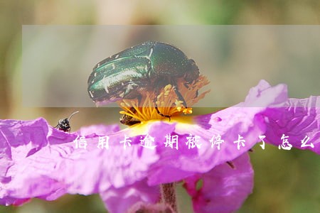 信用卡逾期被停卡了怎么协商 信用卡逾期被停卡了怎么协商