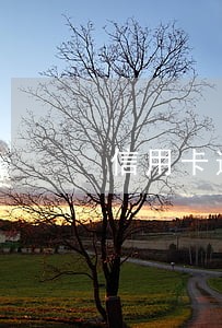 信用卡逾期被停卡了怎么处理