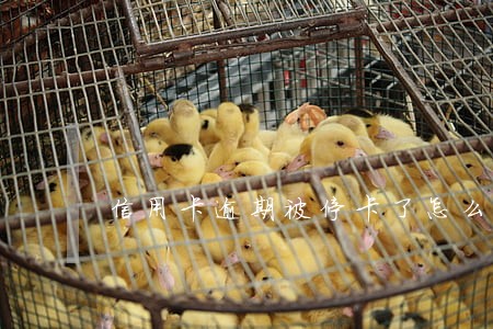 信用卡逾期被停卡了怎么恢复使用 信用卡逾期被停卡了怎么恢复使用