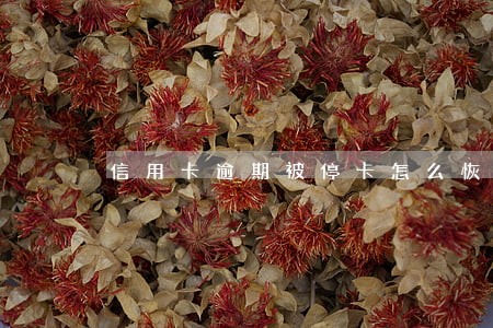 信用卡逾期被停卡怎么恢复使用 信用卡逾期被停卡怎么恢复使用