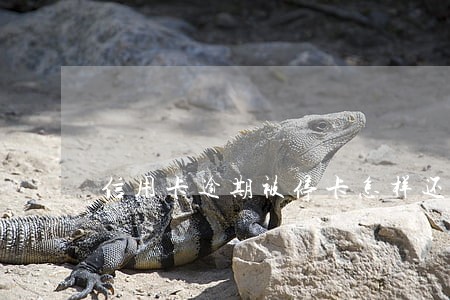 信用卡逾期被停卡怎样还款 信用卡逾期被停卡怎样还款