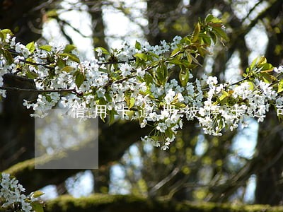 信用卡逾期被停卡还可以开吗 信用卡逾期被停卡还可以开吗