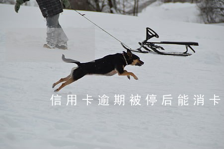 信用卡逾期被停后能消卡吗 信用卡逾期被停后能消卡吗