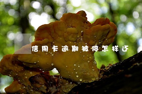 信用卡逾期被停怎样还 信用卡逾期被停怎样还