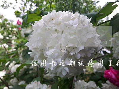 信用卡逾期被停用了征信 信用卡逾期被停用了征信