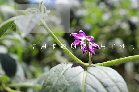 信用卡逾期被停用了还可以吗 信用卡逾期被停用了还可以吗