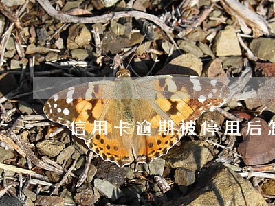信用卡逾期被停用后怎么办 信用卡逾期被停用后怎么办