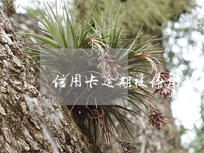 信用卡逾期被停用银行怎么办