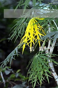 信用卡逾期被偿还并销卡 信用卡逾期被偿还并销卡