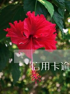 信用卡逾期被催帐 信用卡逾期被催帐