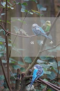 信用卡逾期被催怎么应答 信用卡逾期被催怎么应答