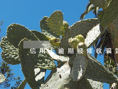 信用卡逾期被催收骗到派出所 信用卡逾期被催收骗到派出所
