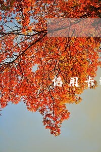 信用卡逾期被催的活不下去