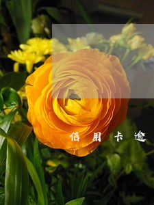 信用卡逾期被光大拉黑