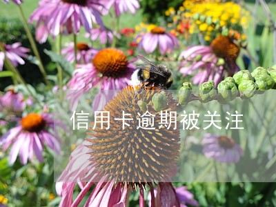 信用卡逾期被关注 信用卡逾期被关注