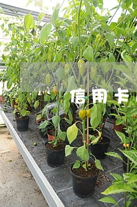信用卡逾期被关联自动扣款