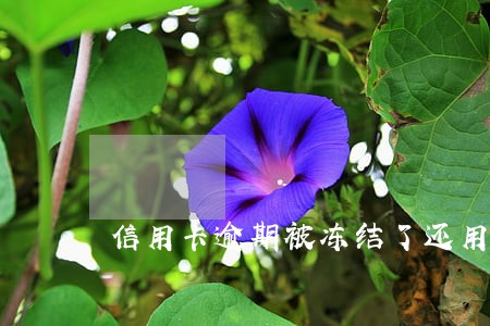 信用卡逾期被冻结了还用还钱吗 信用卡逾期被冻结了还用还钱吗