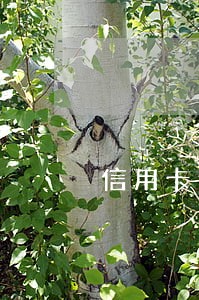 信用卡逾期被冻结可以分期吗