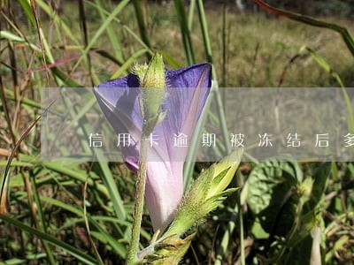信用卡逾期被冻结后多久能用 信用卡逾期被冻结后多久能用