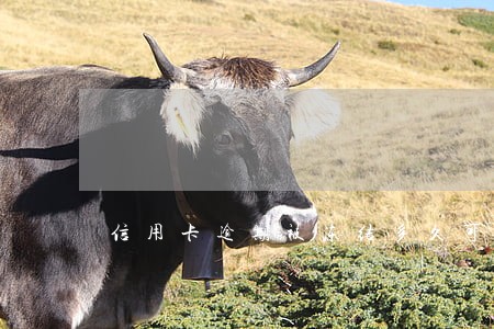 信用卡逾期被冻结多久可以消除 信用卡逾期被冻结多久可以消除