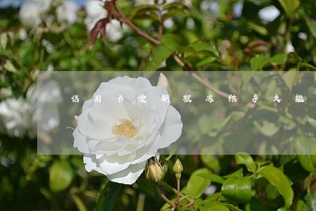 信用卡逾期被冻结多久能解除 信用卡逾期被冻结多久能解除