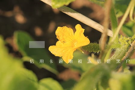 信用卡逾期被冻结是黑户了吗 信用卡逾期被冻结是黑户了吗