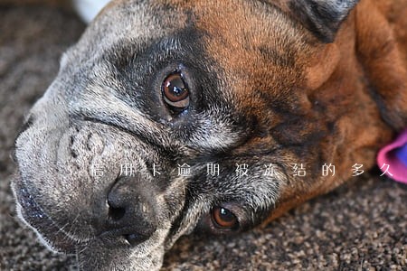 信用卡逾期被冻结的多久能恢复 信用卡逾期被冻结的多久能恢复