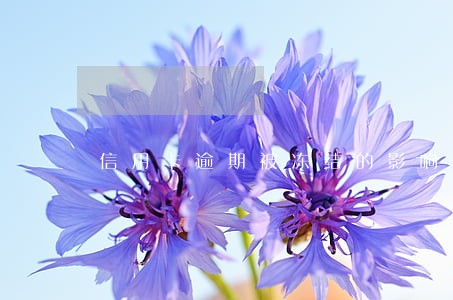 信用卡逾期被冻结的影响 信用卡逾期被冻结的影响