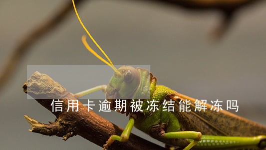 信用卡逾期被冻结能解冻吗