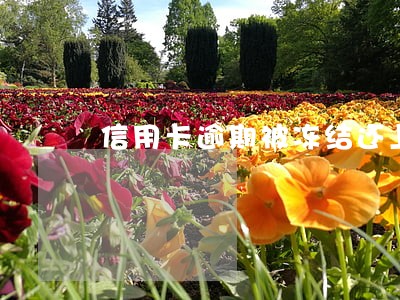 信用卡逾期被冻结还上还能用么
