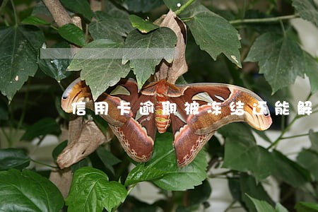 信用卡逾期被冻结还能解除吗 信用卡逾期被冻结还能解除吗